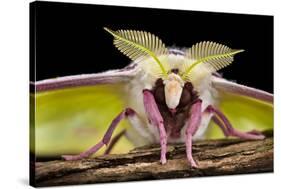 Indian Moon Moth - Indian Luna Moth (Actias Selen) Head-On View Showing Feather-Like Antennae-Alex Hyde-Stretched Canvas