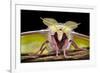 Indian Moon Moth - Indian Luna Moth (Actias Selen) Head-On View Showing Feather-Like Antennae-Alex Hyde-Framed Photographic Print