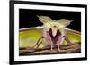 Indian Moon Moth - Indian Luna Moth (Actias Selen) Head-On View Showing Feather-Like Antennae-Alex Hyde-Framed Photographic Print