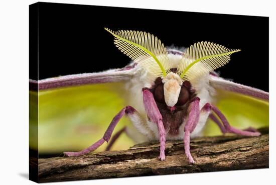 Indian Moon Moth - Indian Luna Moth (Actias Selen) Head-On View Showing Feather-Like Antennae-Alex Hyde-Stretched Canvas
