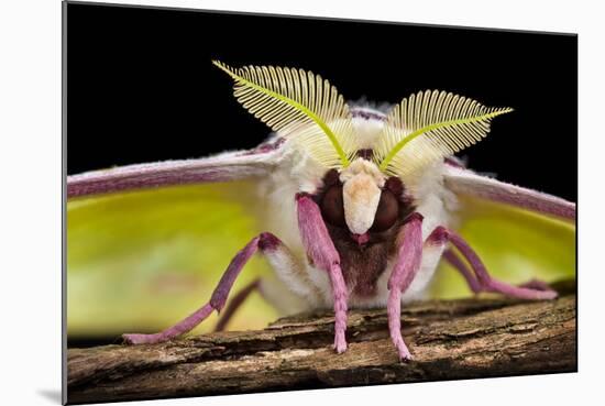 Indian Moon Moth - Indian Luna Moth (Actias Selen) Head-On View Showing Feather-Like Antennae-Alex Hyde-Mounted Photographic Print