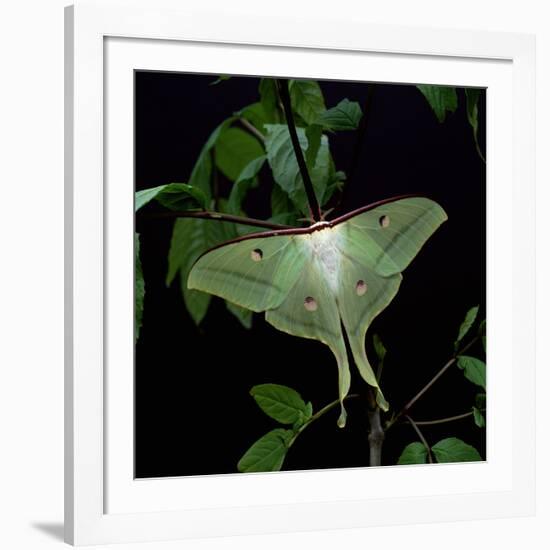 Indian Moon Moth-null-Framed Photographic Print