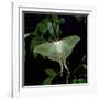 Indian Moon Moth-null-Framed Photographic Print