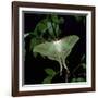 Indian Moon Moth-null-Framed Photographic Print