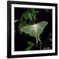 Indian Moon Moth-null-Framed Photographic Print