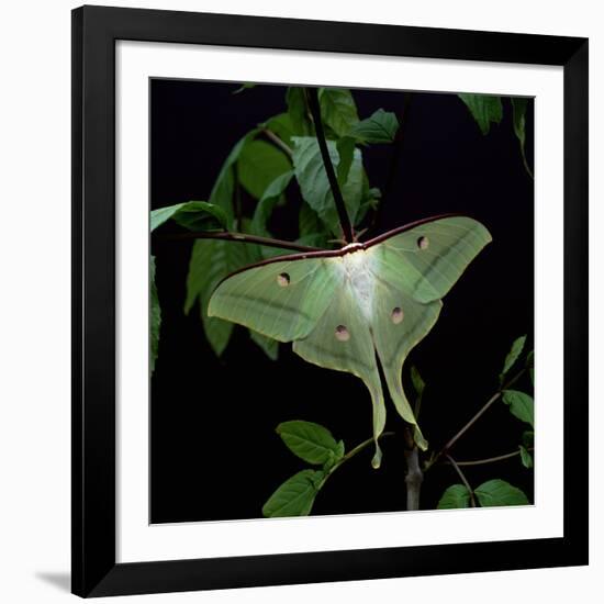 Indian Moon Moth-null-Framed Photographic Print