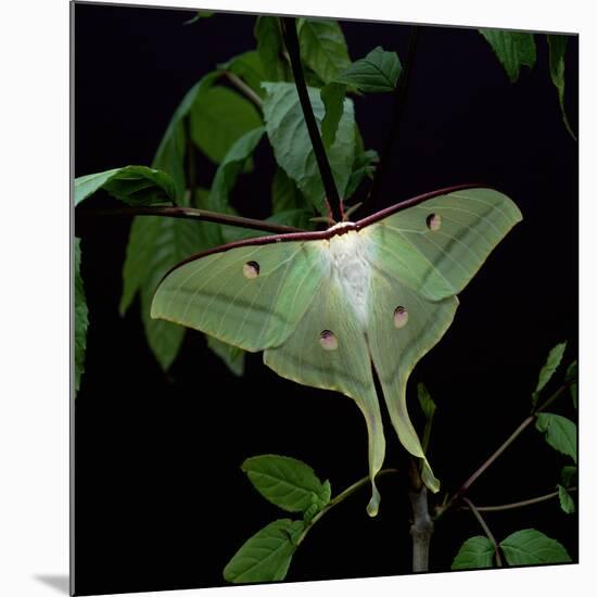 Indian Moon Moth-null-Mounted Photographic Print