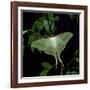 Indian Moon Moth-null-Framed Photographic Print