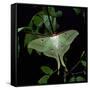 Indian Moon Moth-null-Framed Stretched Canvas