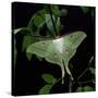 Indian Moon Moth-null-Stretched Canvas