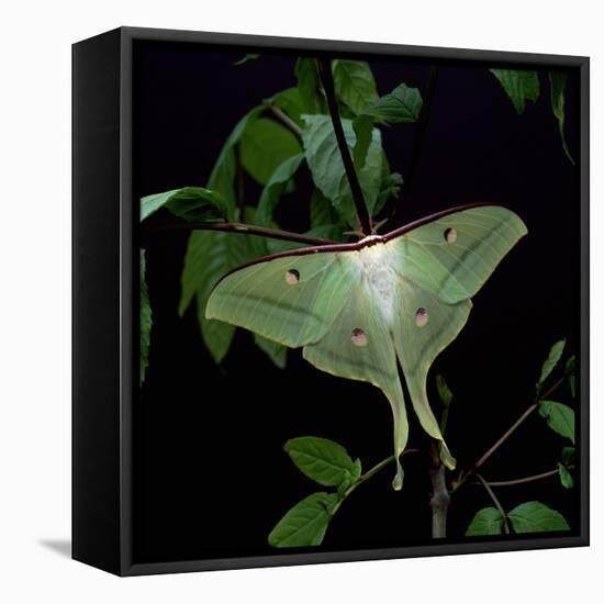 Indian Moon Moth-null-Framed Stretched Canvas