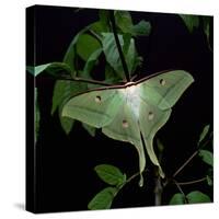 Indian Moon Moth-null-Stretched Canvas