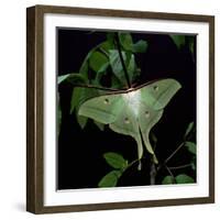 Indian Moon Moth-null-Framed Photographic Print