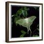 Indian Moon Moth-null-Framed Photographic Print