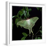 Indian Moon Moth-null-Framed Photographic Print