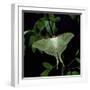 Indian Moon Moth-null-Framed Photographic Print