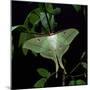 Indian Moon Moth-null-Mounted Photographic Print