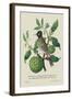 Indian Nightingale-J. Forbes-Framed Art Print