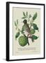 Indian Nightingale-J. Forbes-Framed Art Print