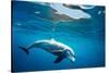 Indian Ocean bottlenose dolphin swimming, Egypt-Alex Mustard-Stretched Canvas