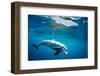 Indian Ocean bottlenose dolphin swimming, Egypt-Alex Mustard-Framed Photographic Print