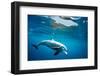 Indian Ocean bottlenose dolphin swimming, Egypt-Alex Mustard-Framed Photographic Print