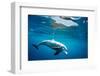 Indian Ocean bottlenose dolphin swimming, Egypt-Alex Mustard-Framed Photographic Print