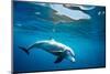 Indian Ocean bottlenose dolphin swimming, Egypt-Alex Mustard-Mounted Photographic Print