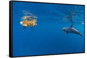 Indian Ocean bottlenose dolphin swimming with dog, Egypt-Alex Mustard-Framed Stretched Canvas