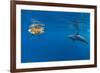 Indian Ocean bottlenose dolphin swimming with dog, Egypt-Alex Mustard-Framed Photographic Print