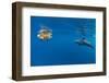 Indian Ocean bottlenose dolphin swimming with dog, Egypt-Alex Mustard-Framed Photographic Print
