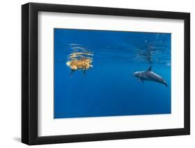 Indian Ocean bottlenose dolphin swimming with dog, Egypt-Alex Mustard-Framed Photographic Print