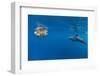 Indian Ocean bottlenose dolphin swimming with dog, Egypt-Alex Mustard-Framed Photographic Print