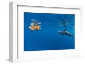 Indian Ocean bottlenose dolphin swimming with dog, Egypt-Alex Mustard-Framed Photographic Print