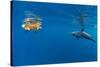 Indian Ocean bottlenose dolphin swimming with dog, Egypt-Alex Mustard-Stretched Canvas