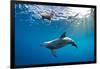 Indian Ocean bottlenose dolphin swimming with dog, Egypt-Alex Mustard-Framed Photographic Print