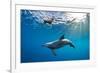 Indian Ocean bottlenose dolphin swimming with dog, Egypt-Alex Mustard-Framed Photographic Print