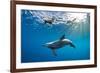 Indian Ocean bottlenose dolphin swimming with dog, Egypt-Alex Mustard-Framed Photographic Print