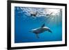 Indian Ocean bottlenose dolphin swimming with dog, Egypt-Alex Mustard-Framed Photographic Print