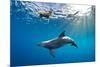 Indian Ocean bottlenose dolphin swimming with dog, Egypt-Alex Mustard-Mounted Photographic Print