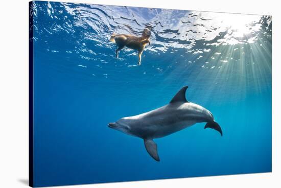 Indian Ocean bottlenose dolphin swimming with dog, Egypt-Alex Mustard-Stretched Canvas