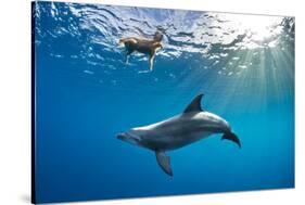 Indian Ocean bottlenose dolphin swimming with dog, Egypt-Alex Mustard-Stretched Canvas