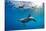 Indian Ocean bottlenose dolphin swimming with dog, Egypt-Alex Mustard-Stretched Canvas