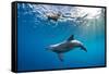 Indian Ocean bottlenose dolphin swimming with dog, Egypt-Alex Mustard-Framed Stretched Canvas