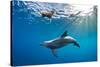 Indian Ocean bottlenose dolphin swimming with dog, Egypt-Alex Mustard-Stretched Canvas
