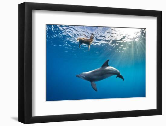 Indian Ocean bottlenose dolphin swimming with dog, Egypt-Alex Mustard-Framed Photographic Print