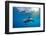 Indian Ocean bottlenose dolphin swimming with dog, Egypt-Alex Mustard-Framed Photographic Print