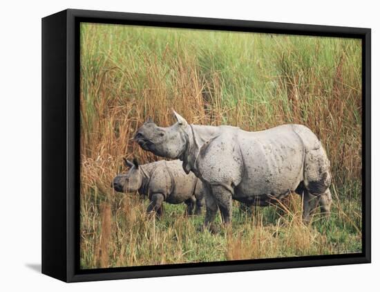 Indian One-Horned Rhinoceros (Rhino), Rhinoceros Unicornis, with Calf, Assam, India-Ann & Steve Toon-Framed Stretched Canvas