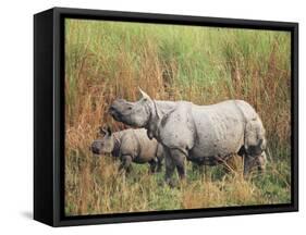 Indian One-Horned Rhinoceros (Rhino), Rhinoceros Unicornis, with Calf, Assam, India-Ann & Steve Toon-Framed Stretched Canvas