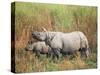 Indian One-Horned Rhinoceros (Rhino), Rhinoceros Unicornis, with Calf, Assam, India-Ann & Steve Toon-Stretched Canvas